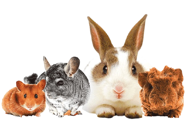 Produtos para Roedores